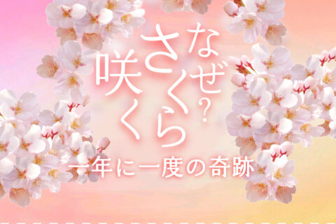 一年に一度の奇跡：桜が咲く“特別なサイクル”とは？
