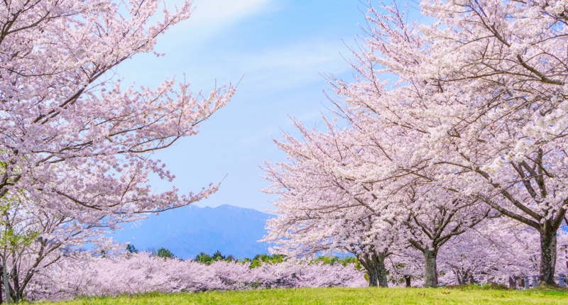 「さくらの日」にちなんで桜の雑学を紹介