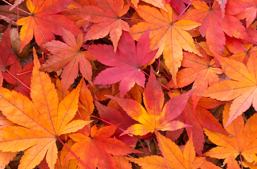 食欲の秋、芸術の秋、読書の秋…日本にはさまざまな秋の過ごし方