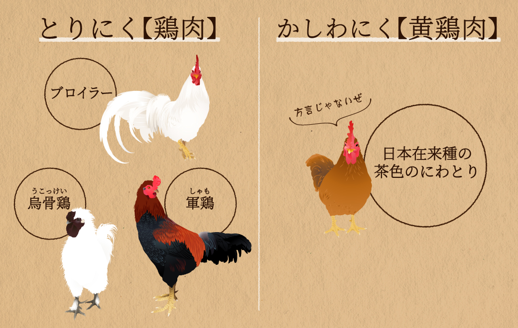 意外と知らない【雑学】かしわ肉と鶏肉は何が違うのか